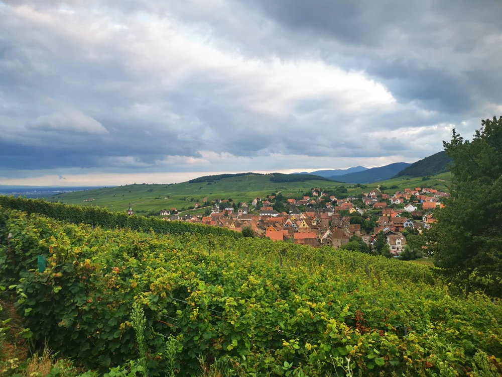 Riquewihr et ses maisons alsaciennes au milieu des vignes